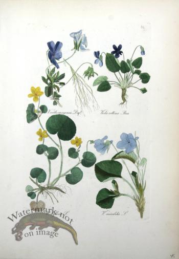 Deutschlands Flora 19